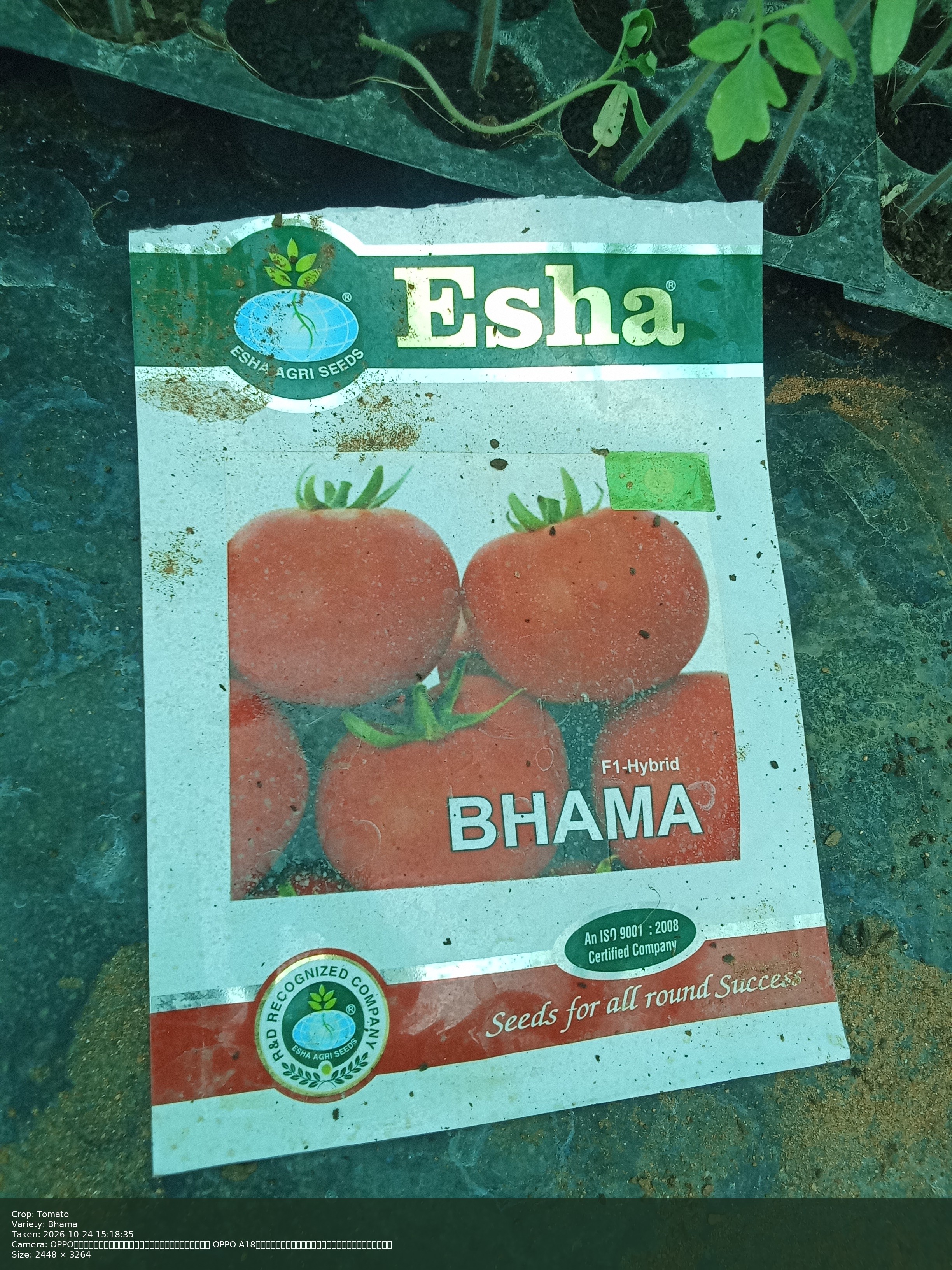 Bhama