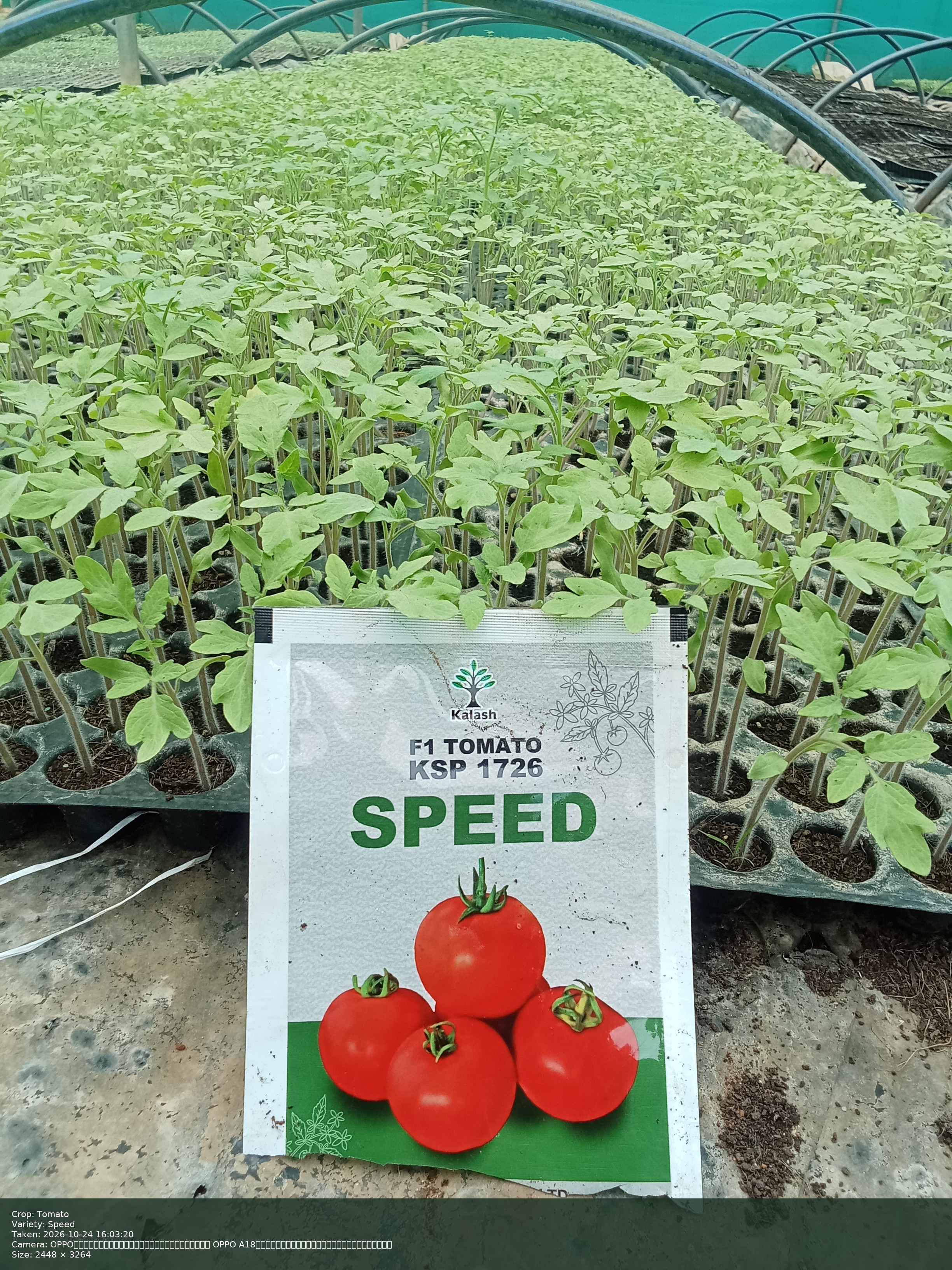 Speed
